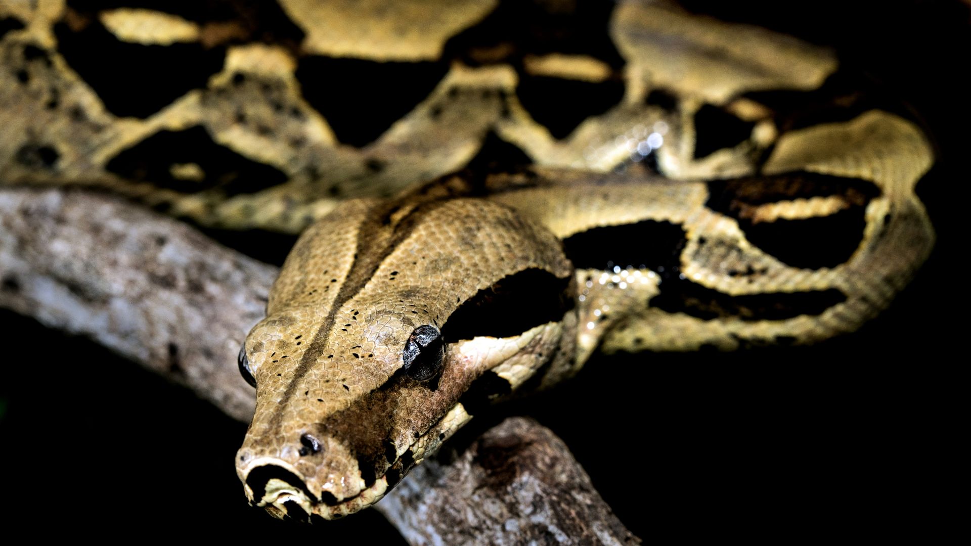 brown and black python photo