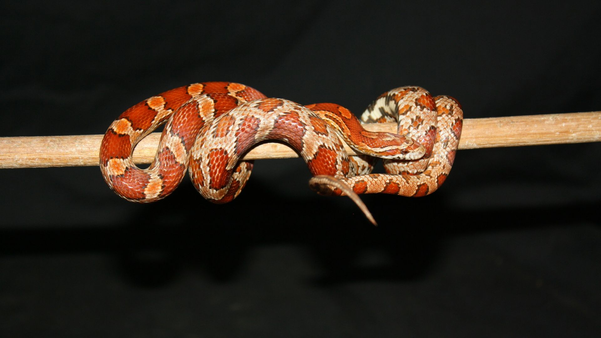 brown and white snake in close up photography