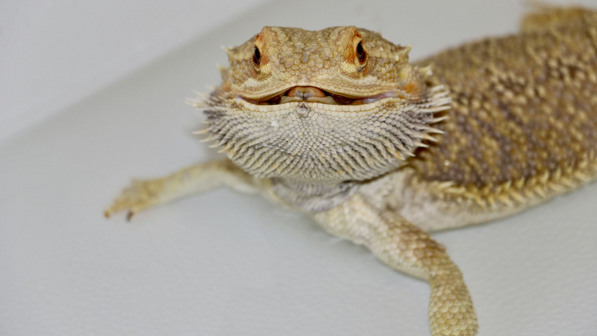 a small lizard sitting on top of a white surface