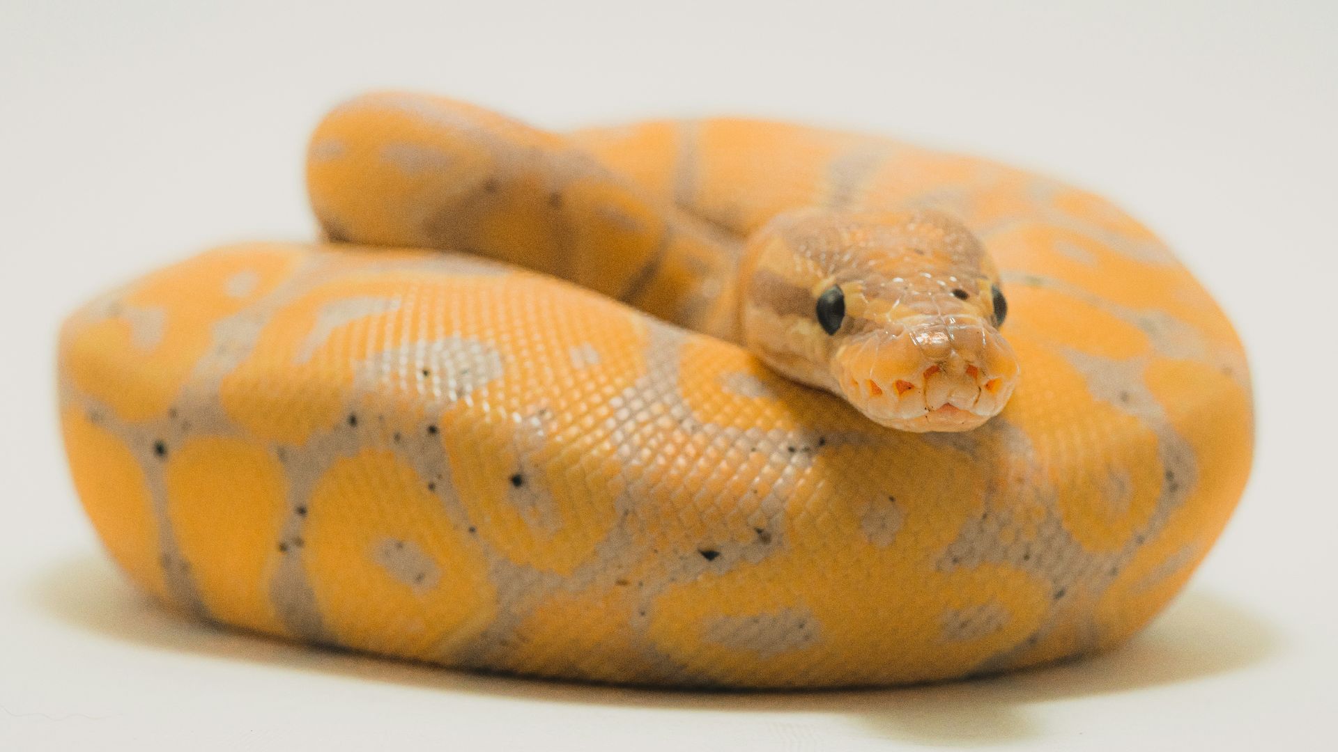 yellow and white snake on white surface