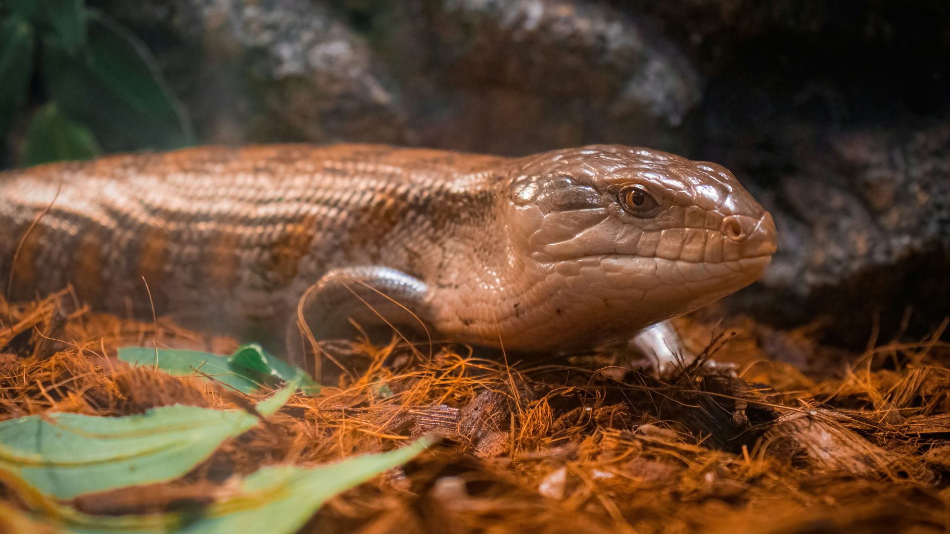 a close up of a lizard on the ground