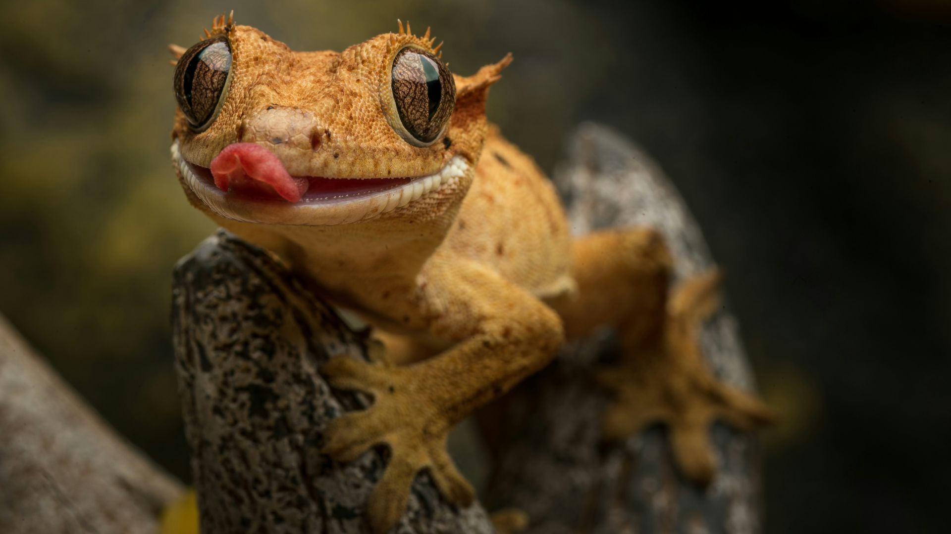 a frog with a red tongue