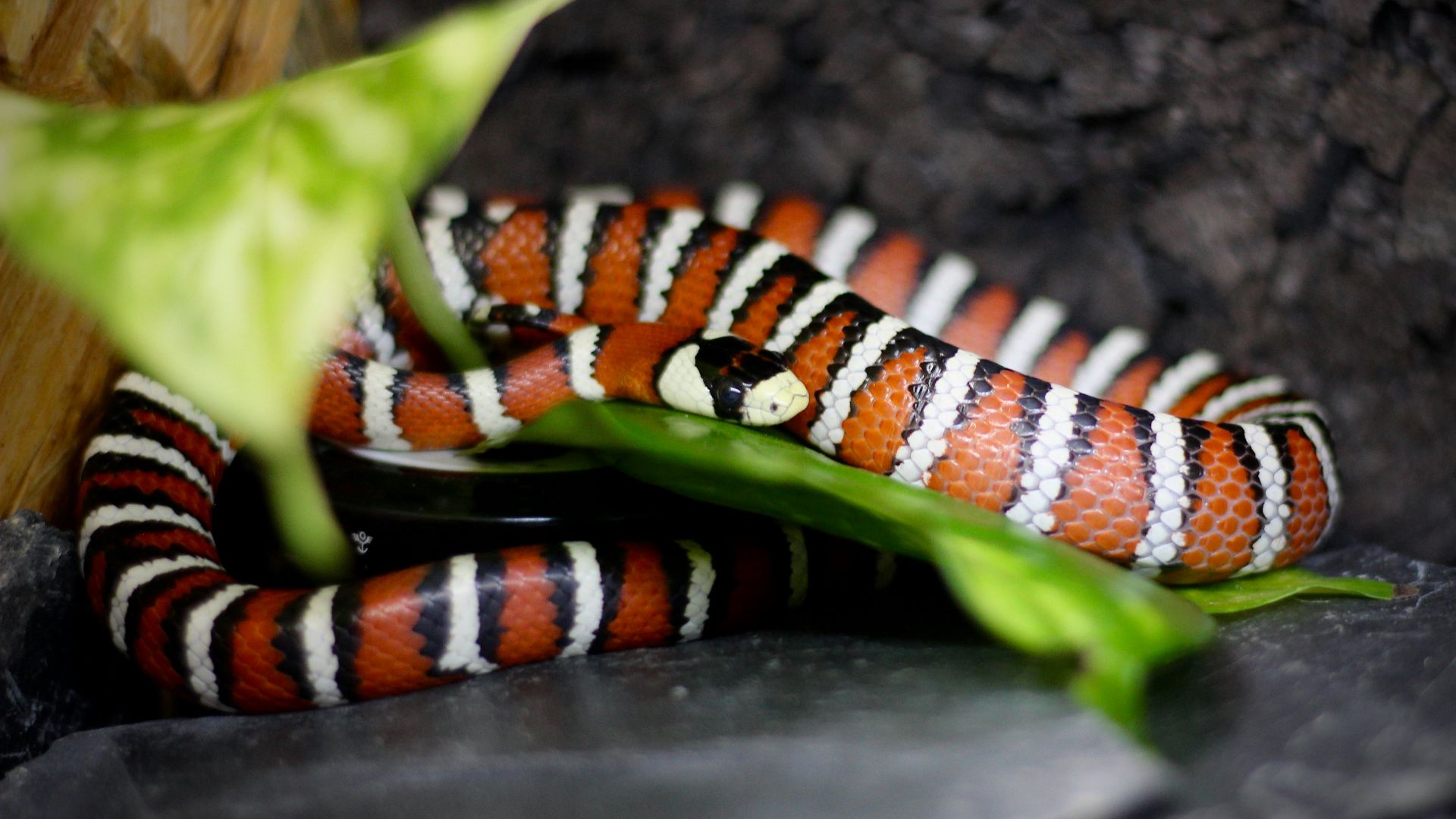 red white and black snake