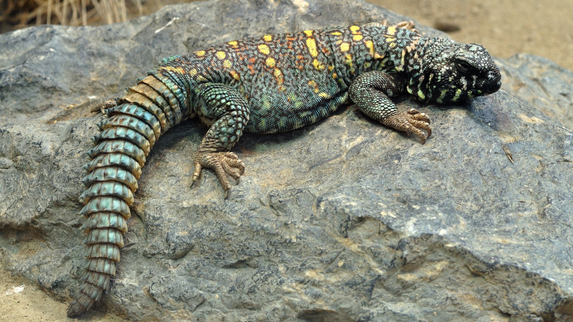 File:Uromastyx ocellata qtl1.jpg