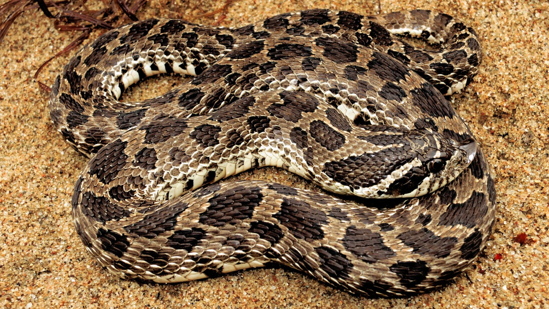 File:Dusty Hognose Snake (Heterodon nasicus gloydi) (10356442354).jpg