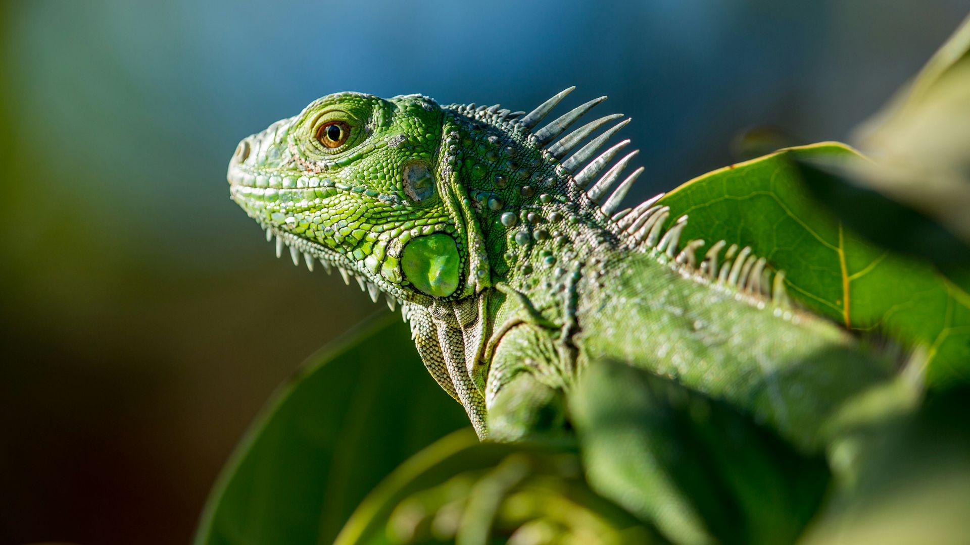 selective focus photo of green iguana
