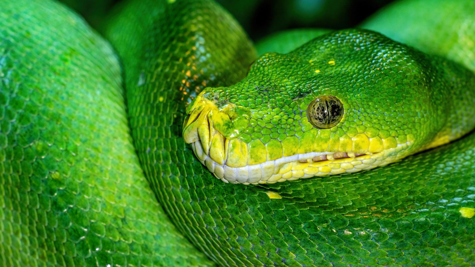 A green snake is curled up on a branch