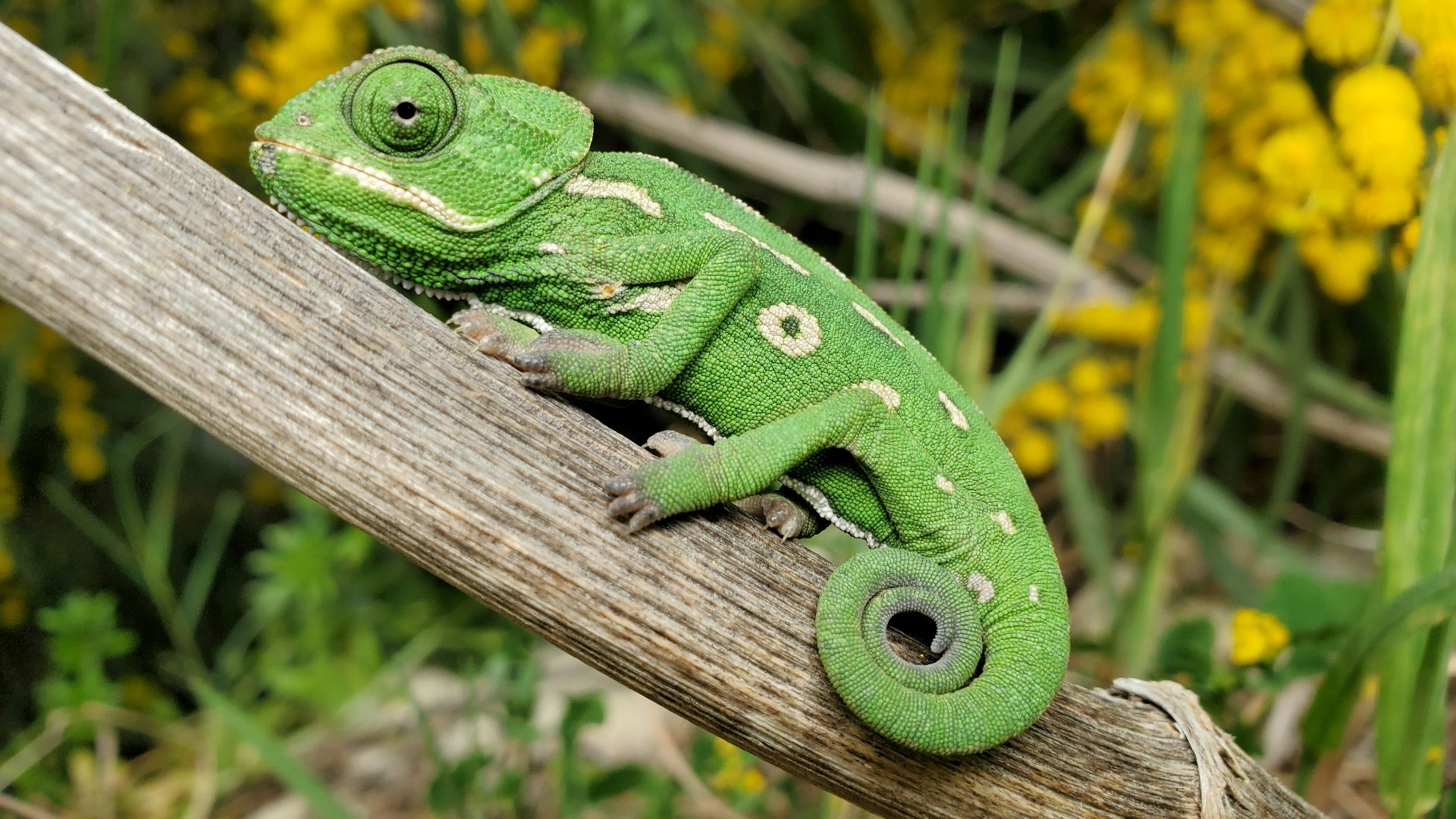 green chameleon on brown wooden post