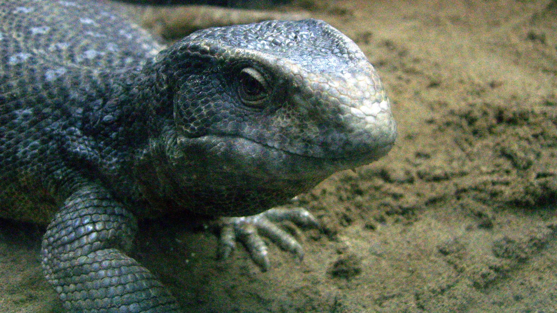 File:Varanus exanthematicus at beijingzoo.jpg