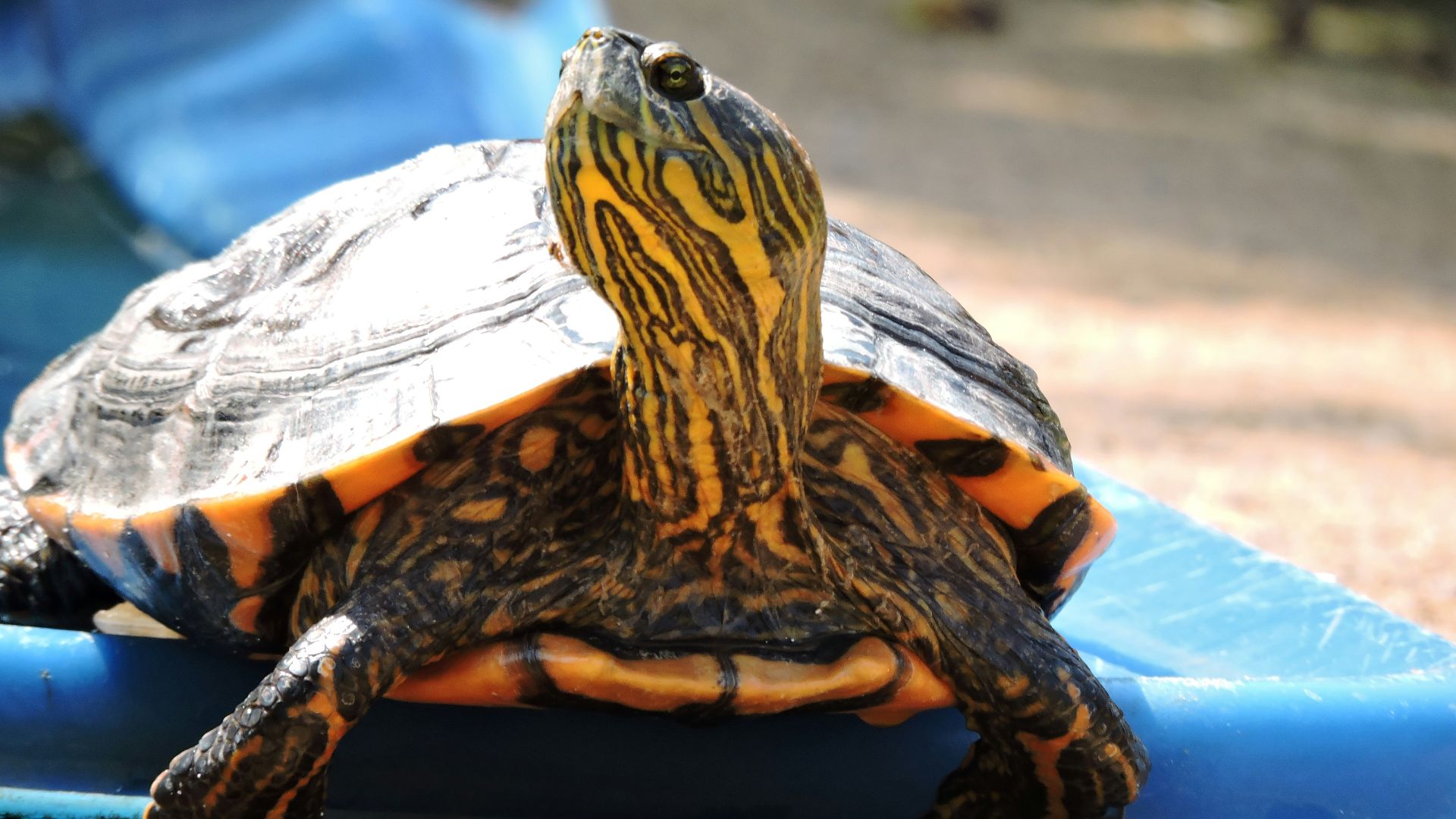 black and yellow turtle on blue textile