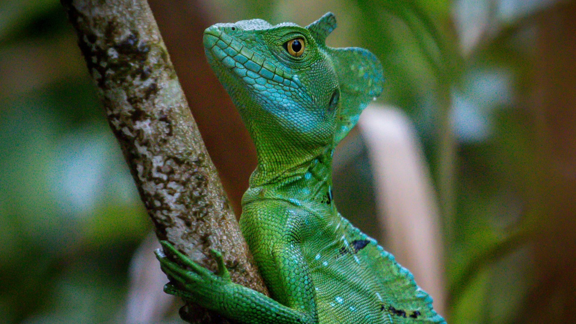 green lizard on brown tree branch