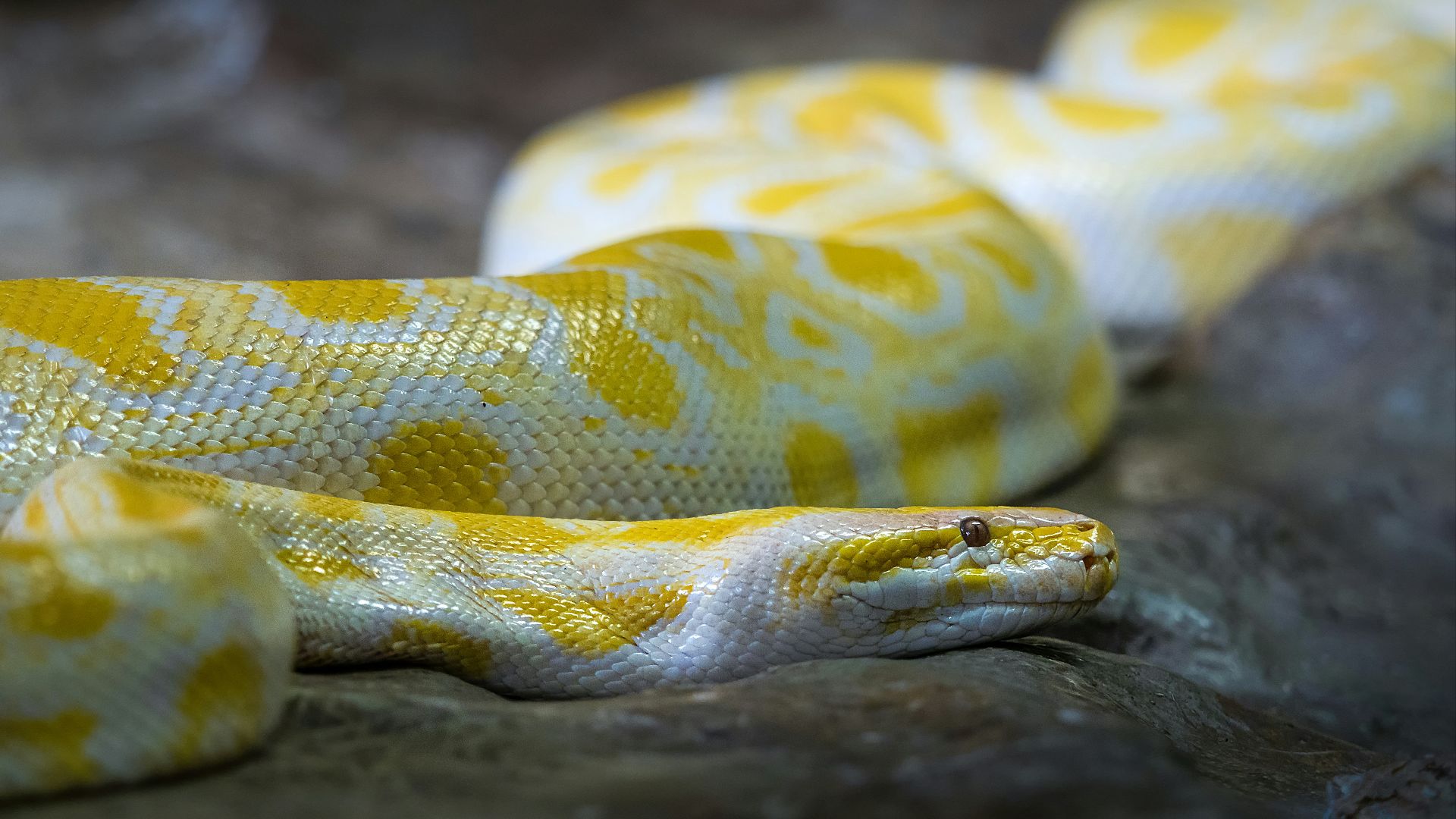 shallow focus photo of Burmese python