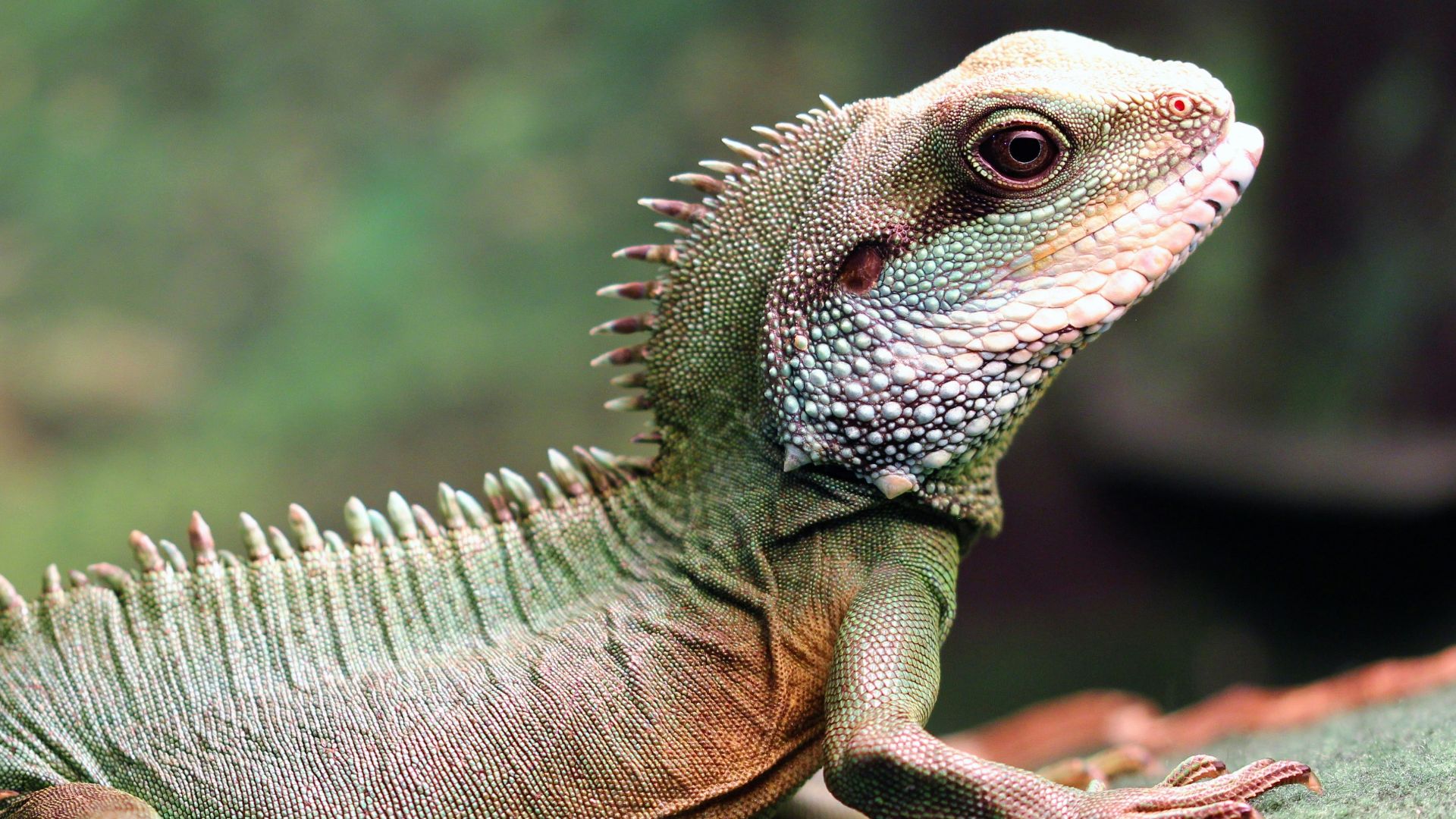 a close up of a lizard on a rock
