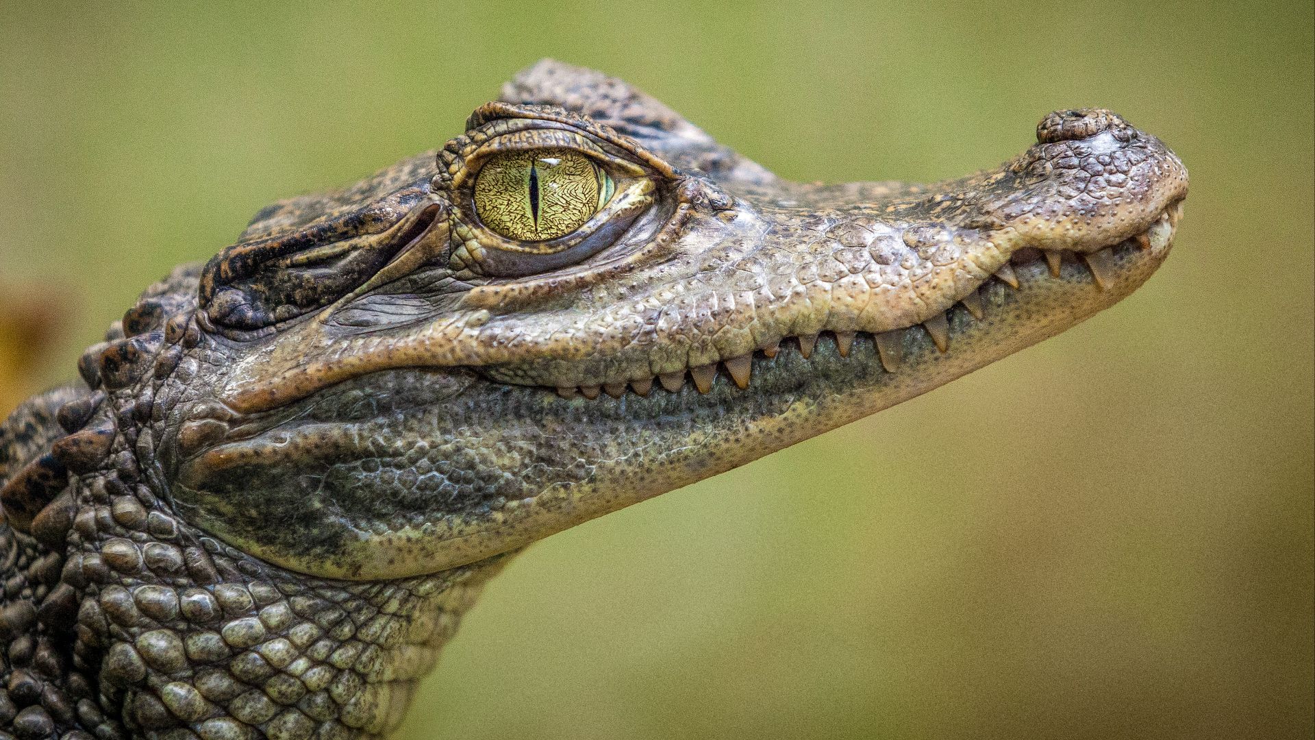 selective focus photography of crocodile