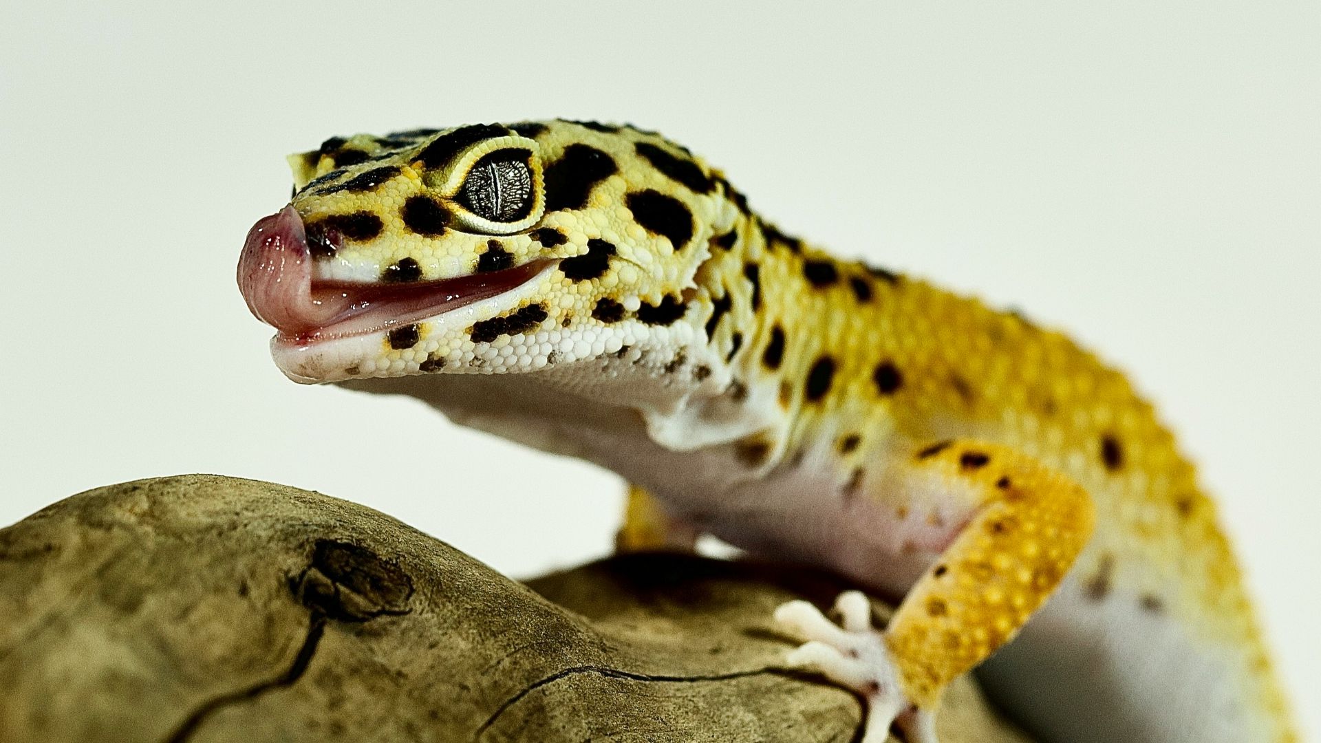 a leopard gecko sitting on top of a tree branch
