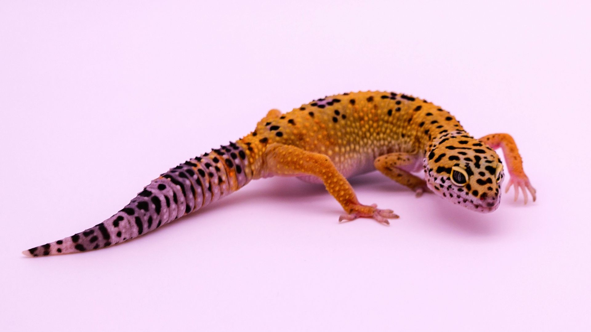 a leopard gecko on a pink background