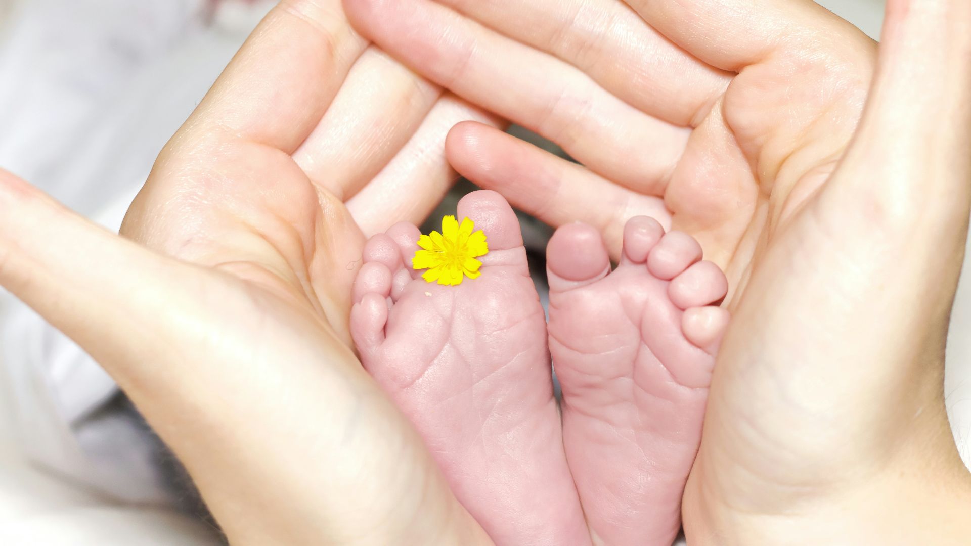 person holding baby's toe with yellow petaled flower in between
