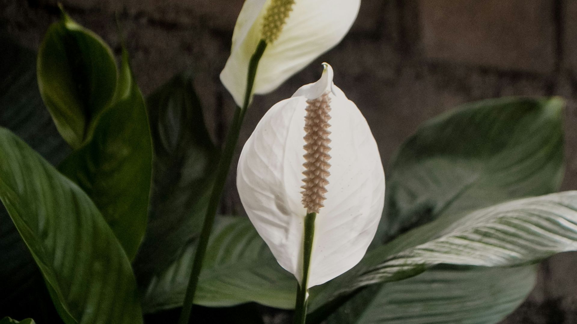 white flower with green leaves