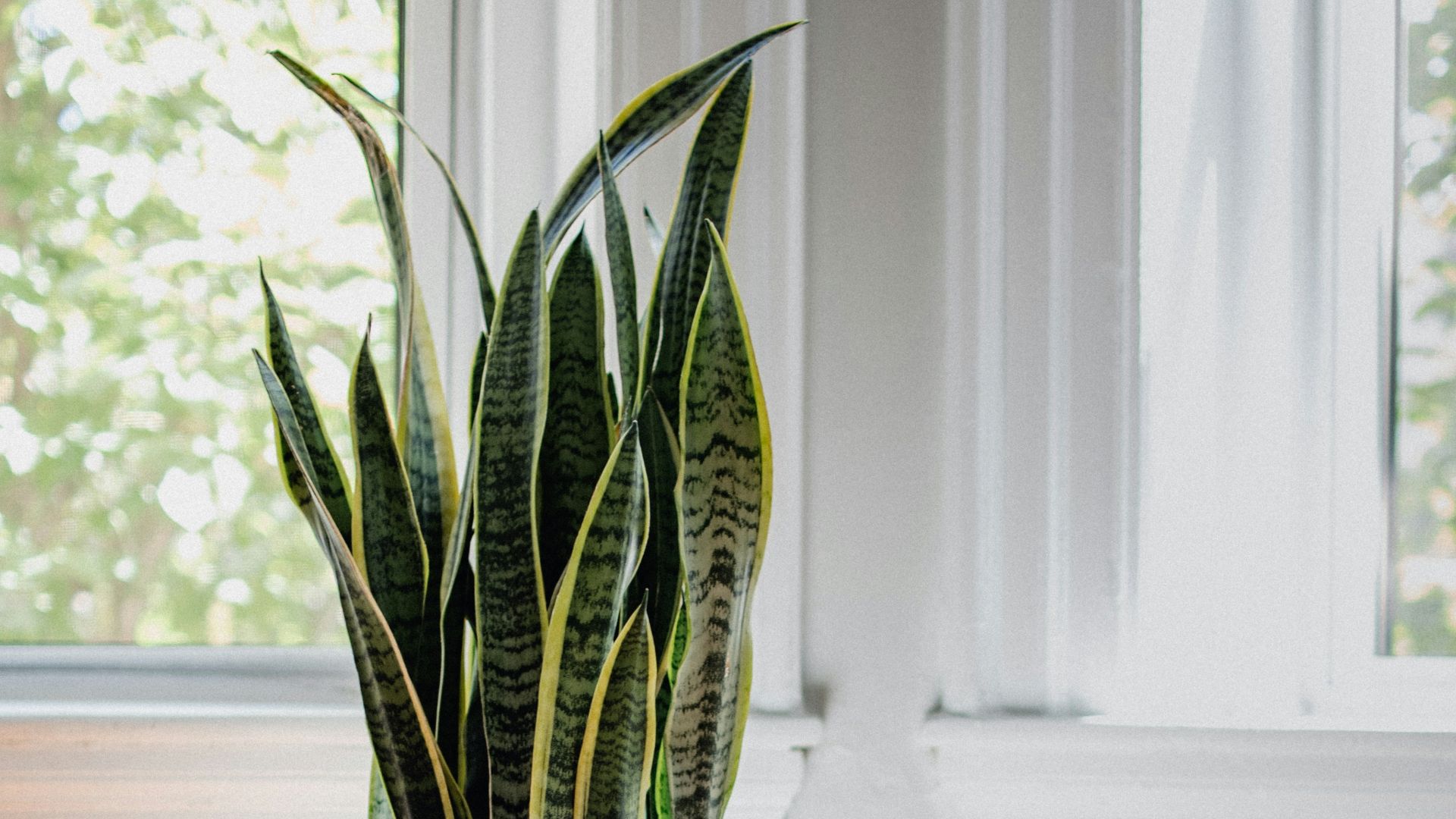 green snake plant on white ceramic pot