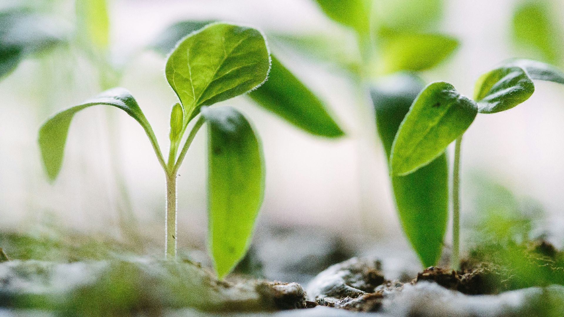 green plants on soil