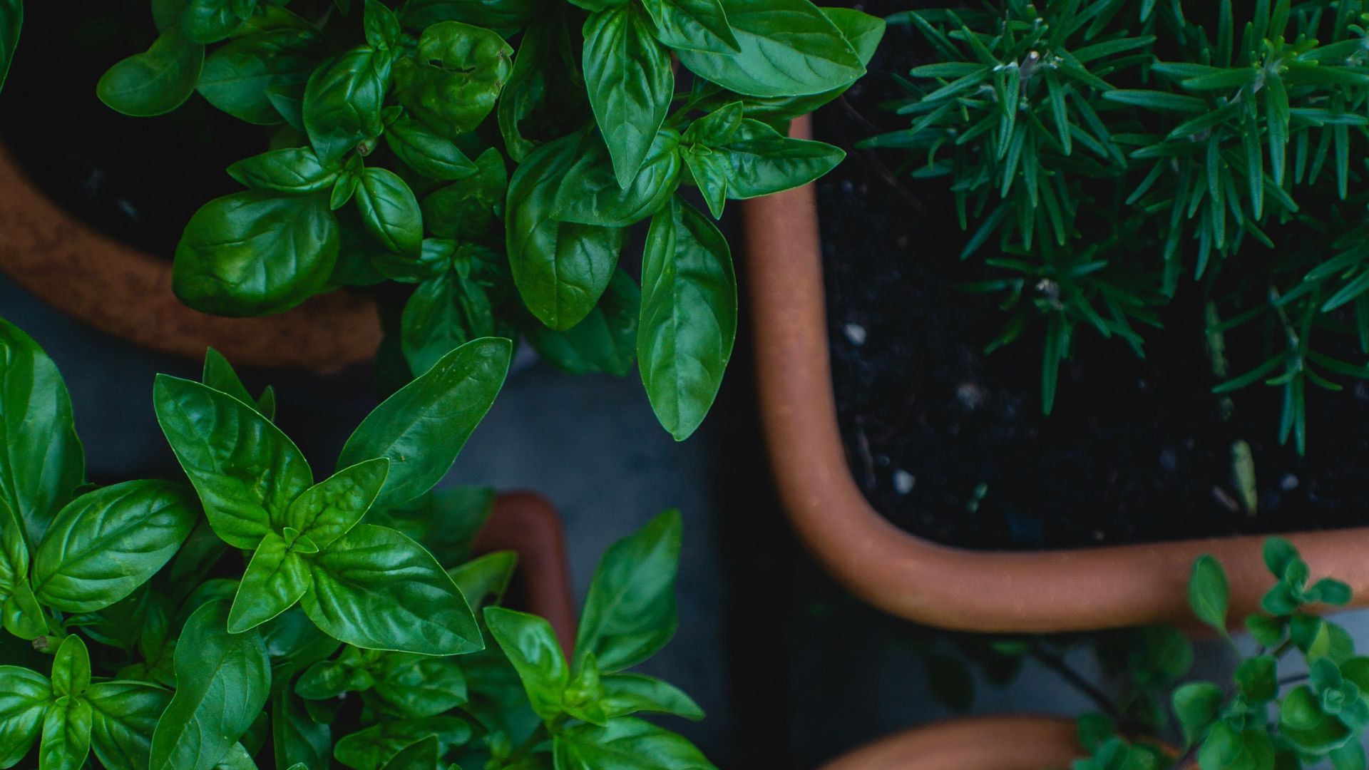 top view photo of green leafed plants in pots