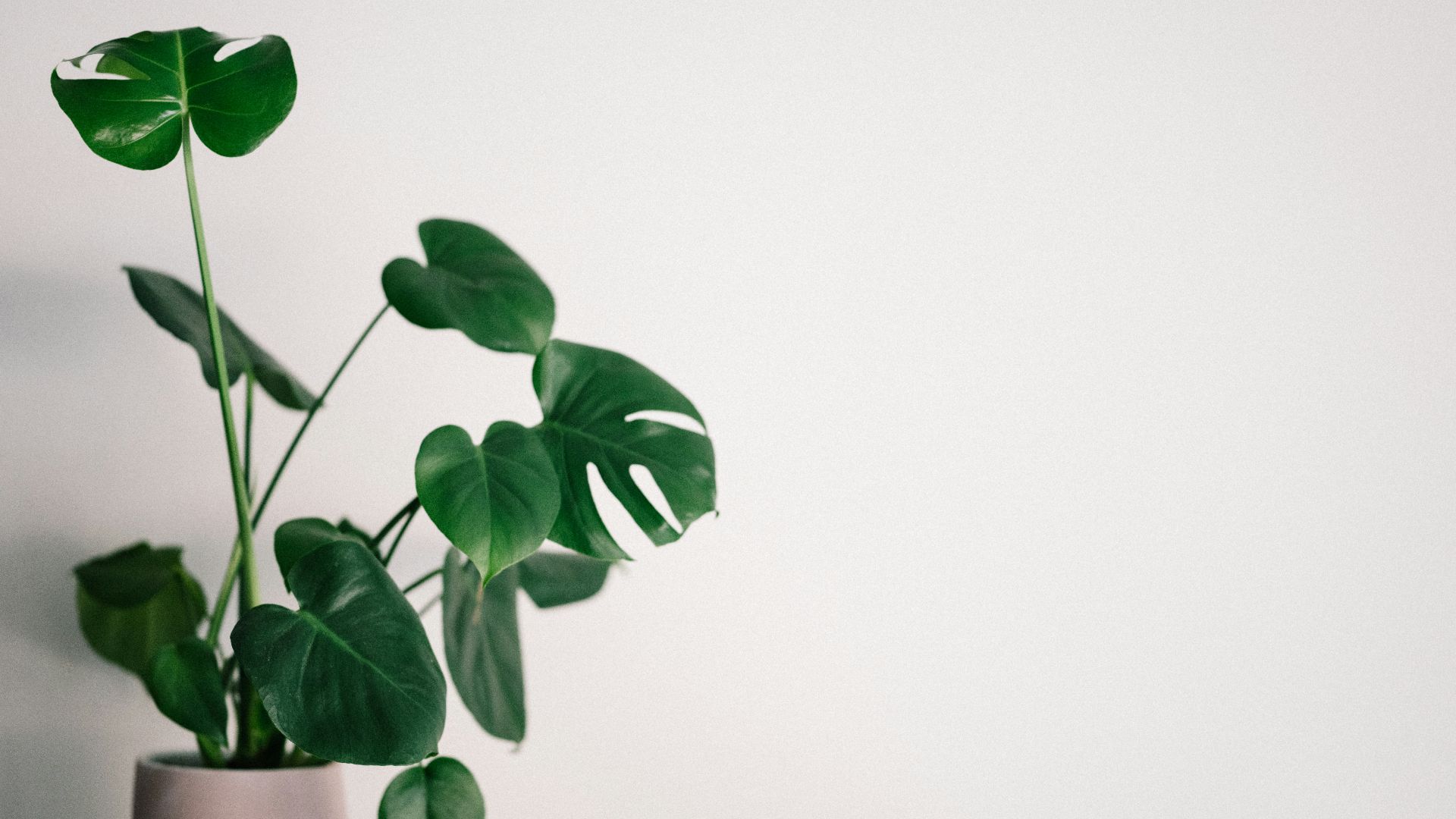 green leaves on white background