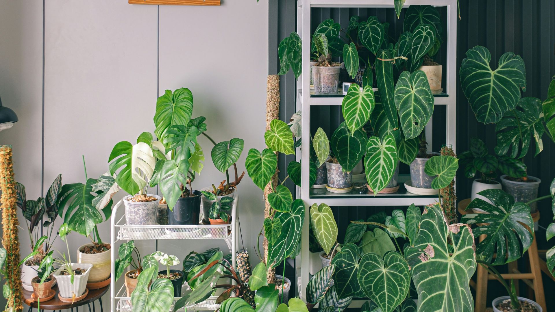 a room filled with lots of green plants