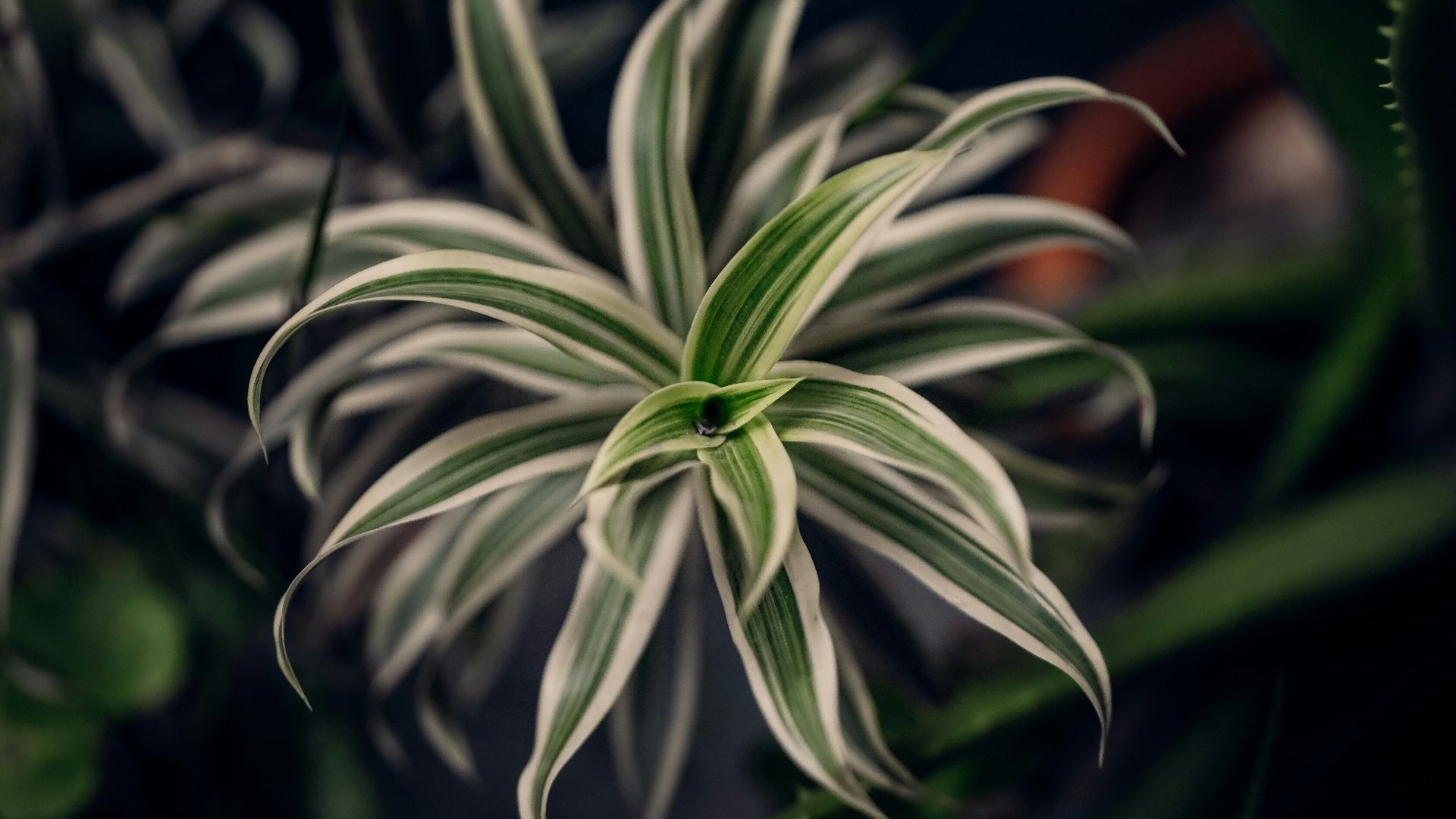 A spider plant with striking green and white leaves.