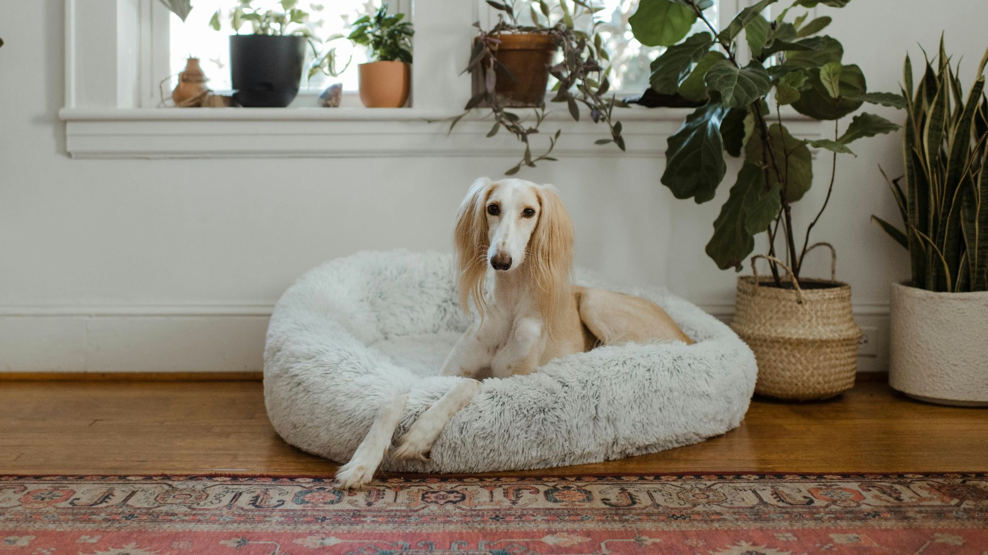 white and brown short coated dog lying on white pet bed