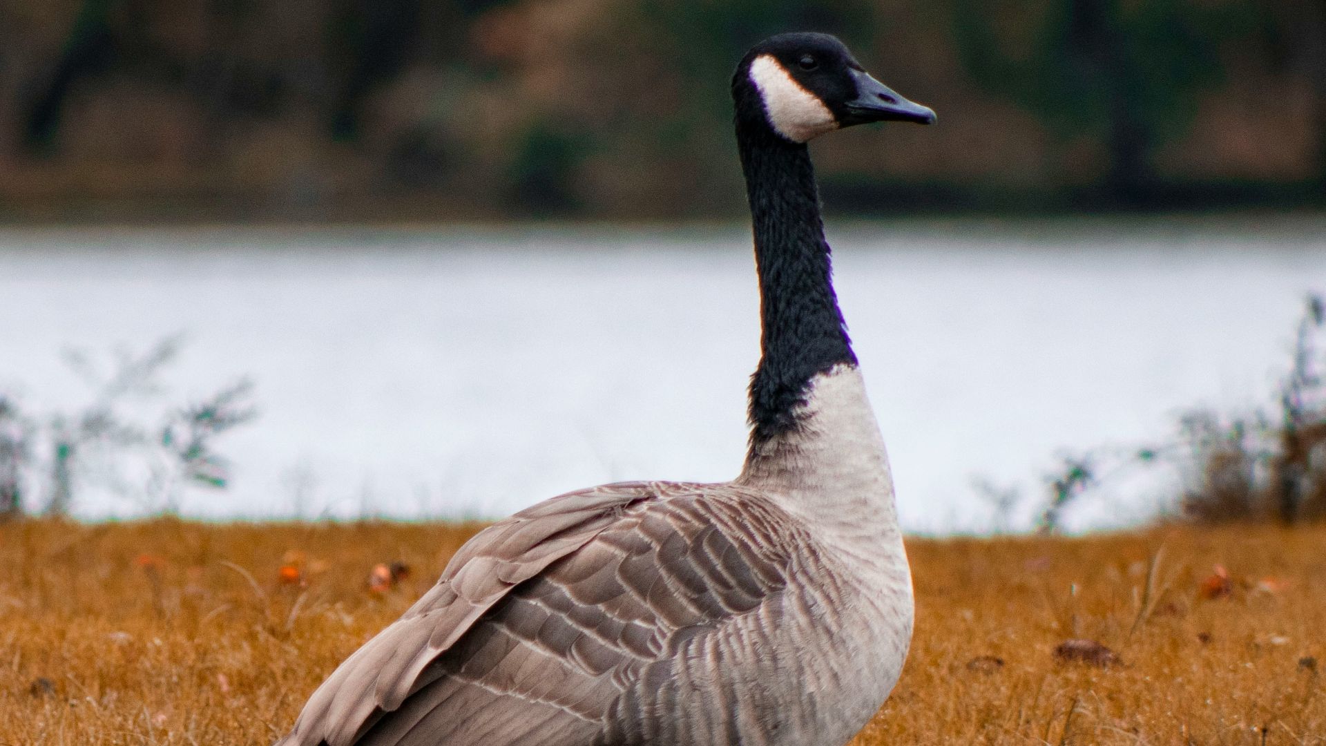 gray and black duck standing on grass field