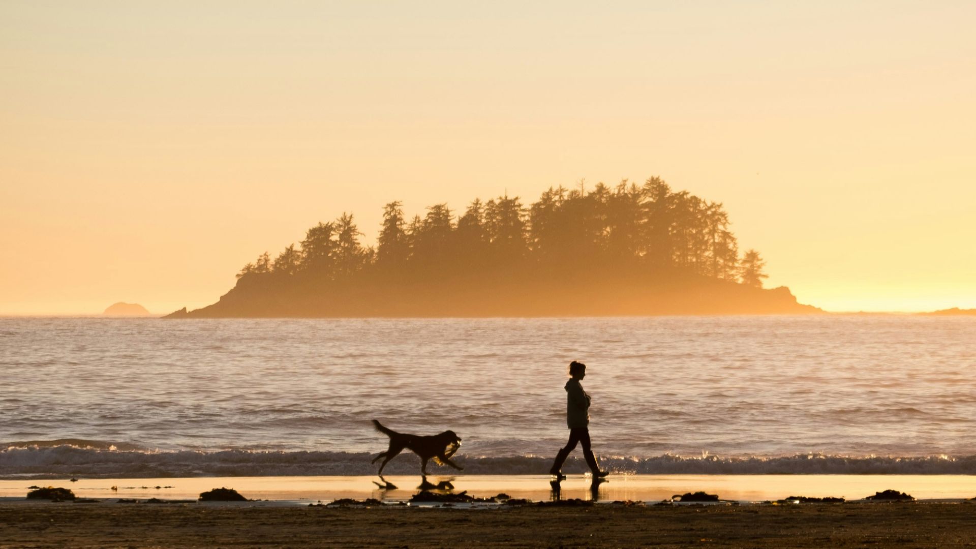 silhouette of person in front of dog walking at seashore near island during sunset