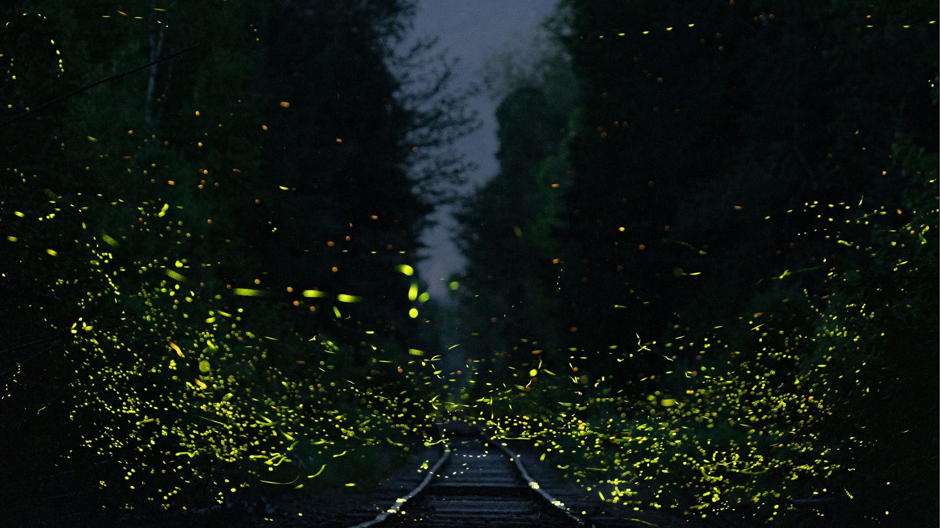 black asphalt road between green trees during daytime