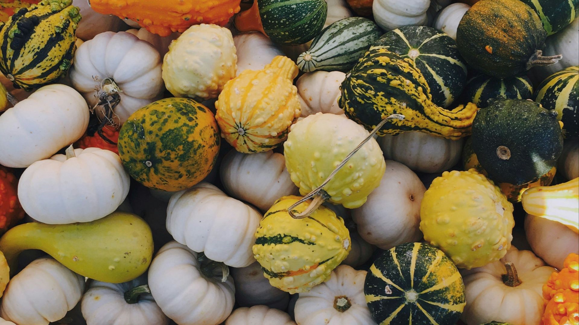 green, white, and orange squash