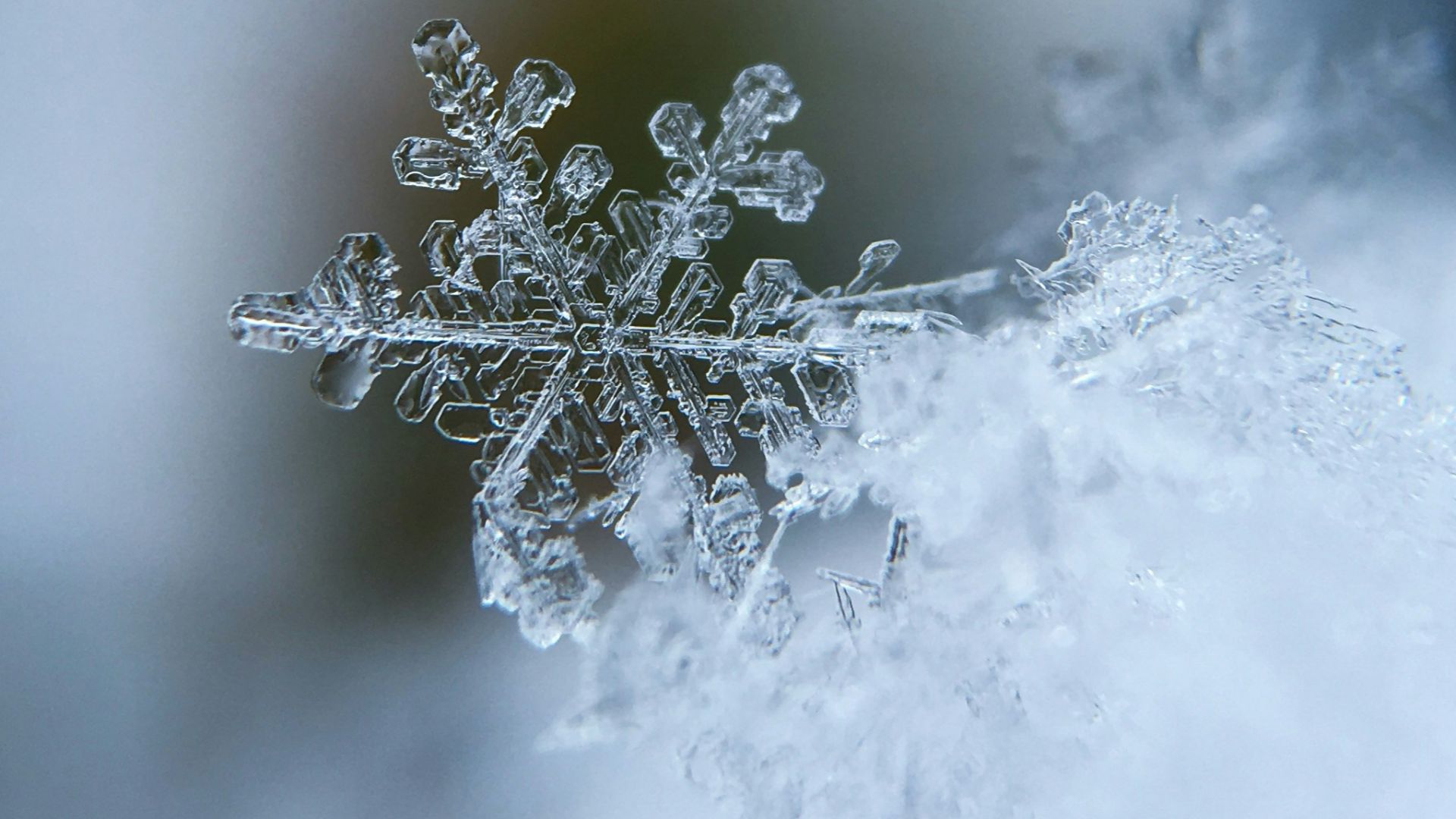 focused photo of a snow flake