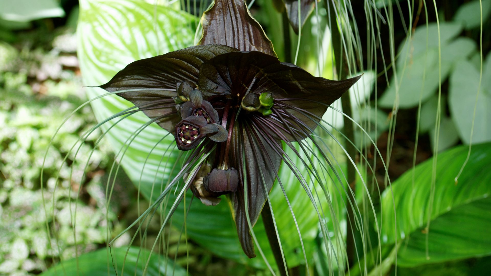 File:Bat Flower 4519.jpg