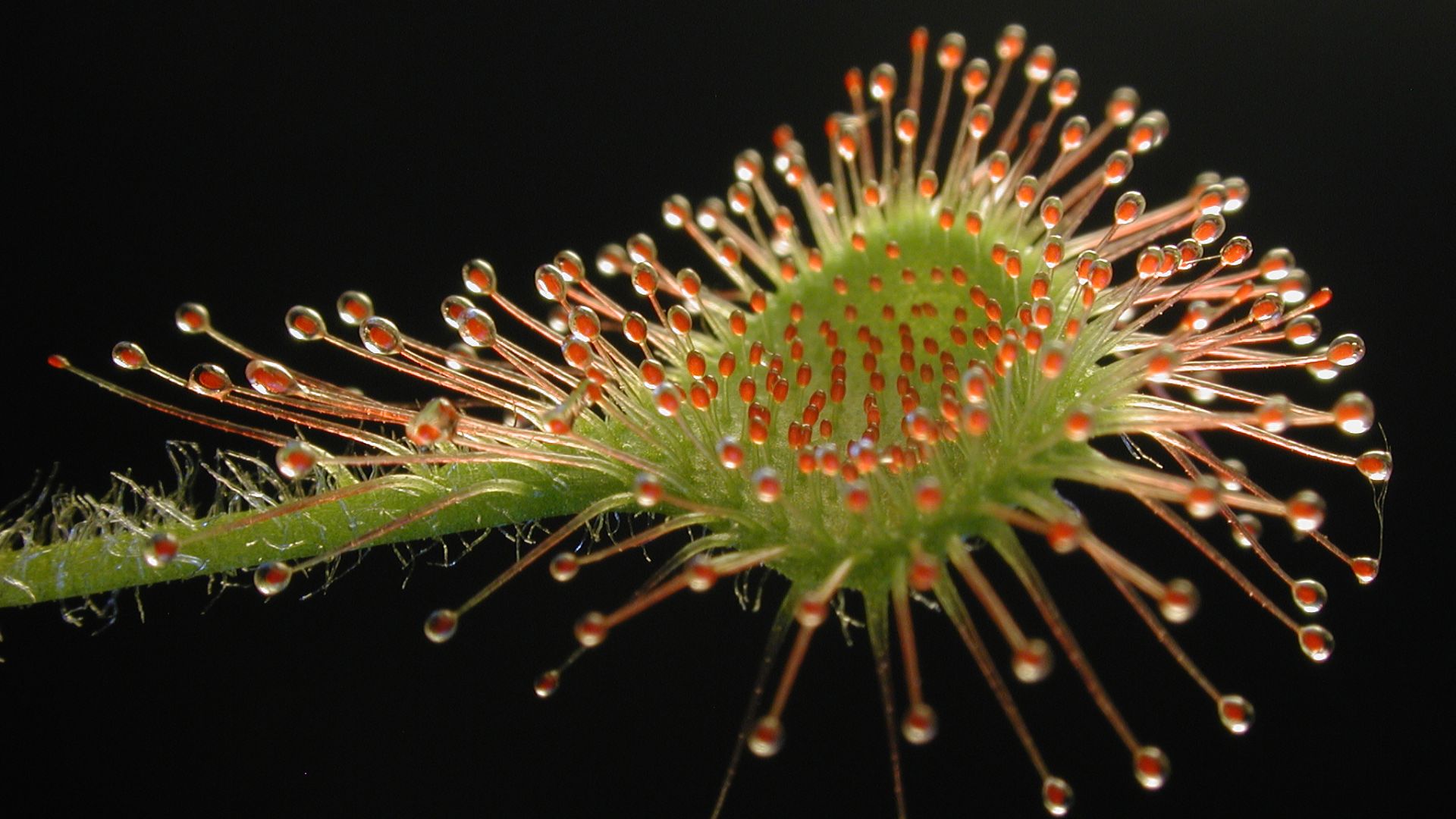 File:Drosera rotundifolia leaf1.jpg