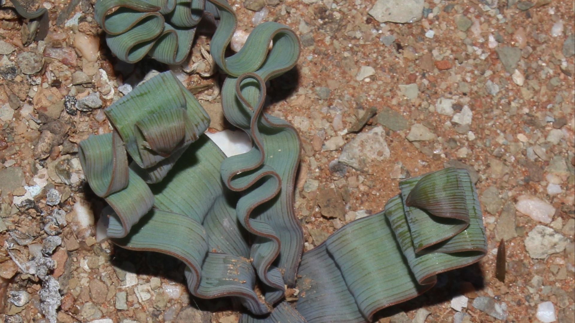 File:Trachyandra tortilis 43514725.jpg