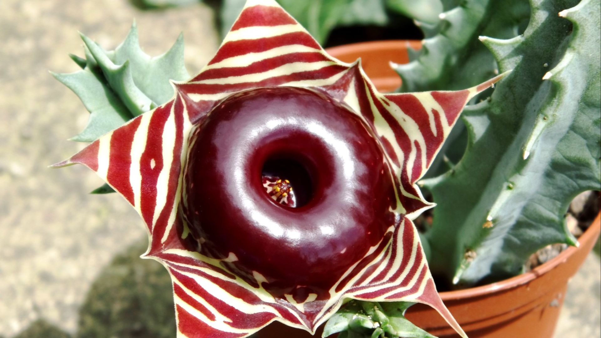 File:Huernia zebrina flower.jpg