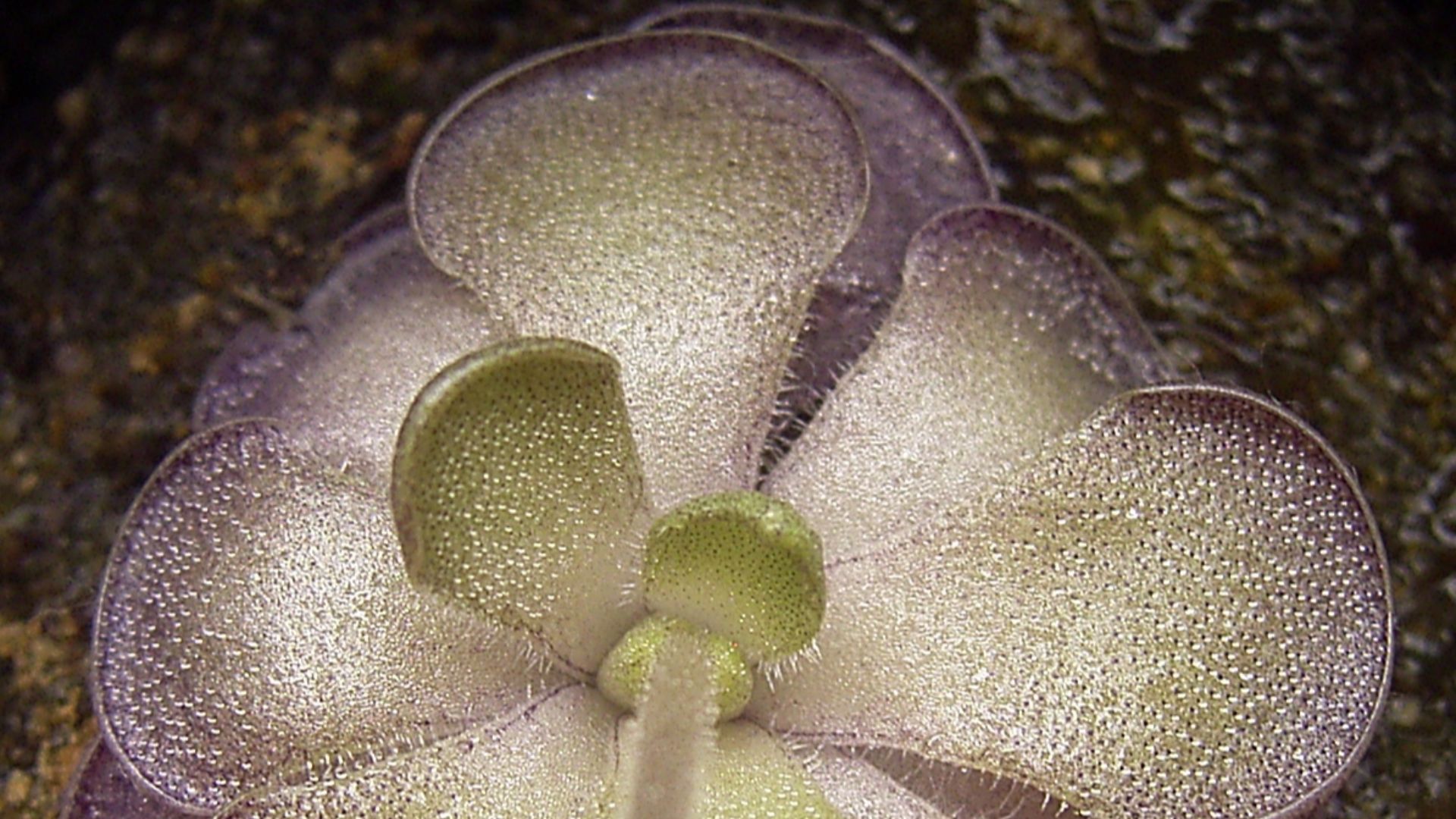 File:Pinguicula cyclosecta summer.jpg