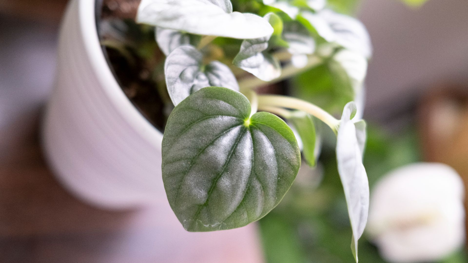 File:Peperomia frost plant.jpg