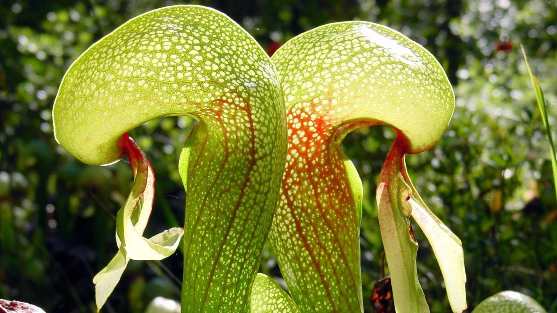 File:Darlingtonia californica ne1.JPG