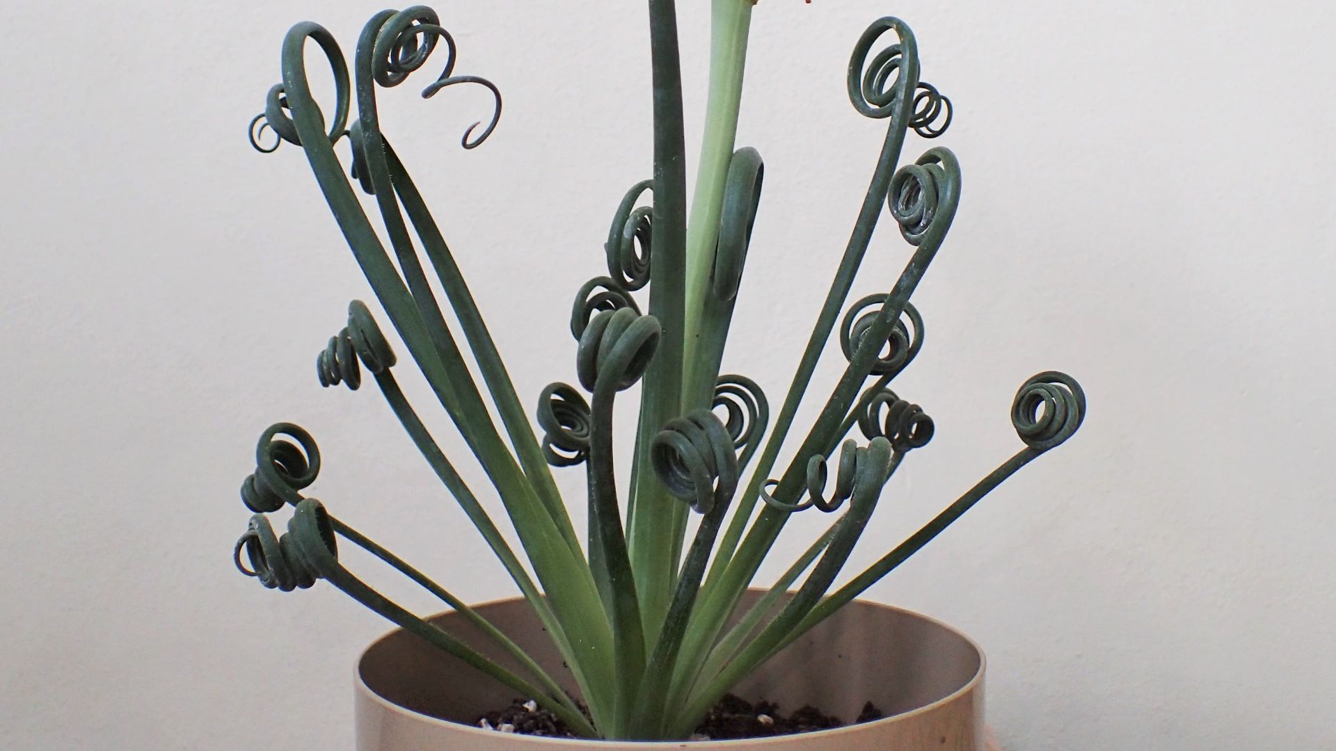 File:Albuca spiralis kz03.jpg