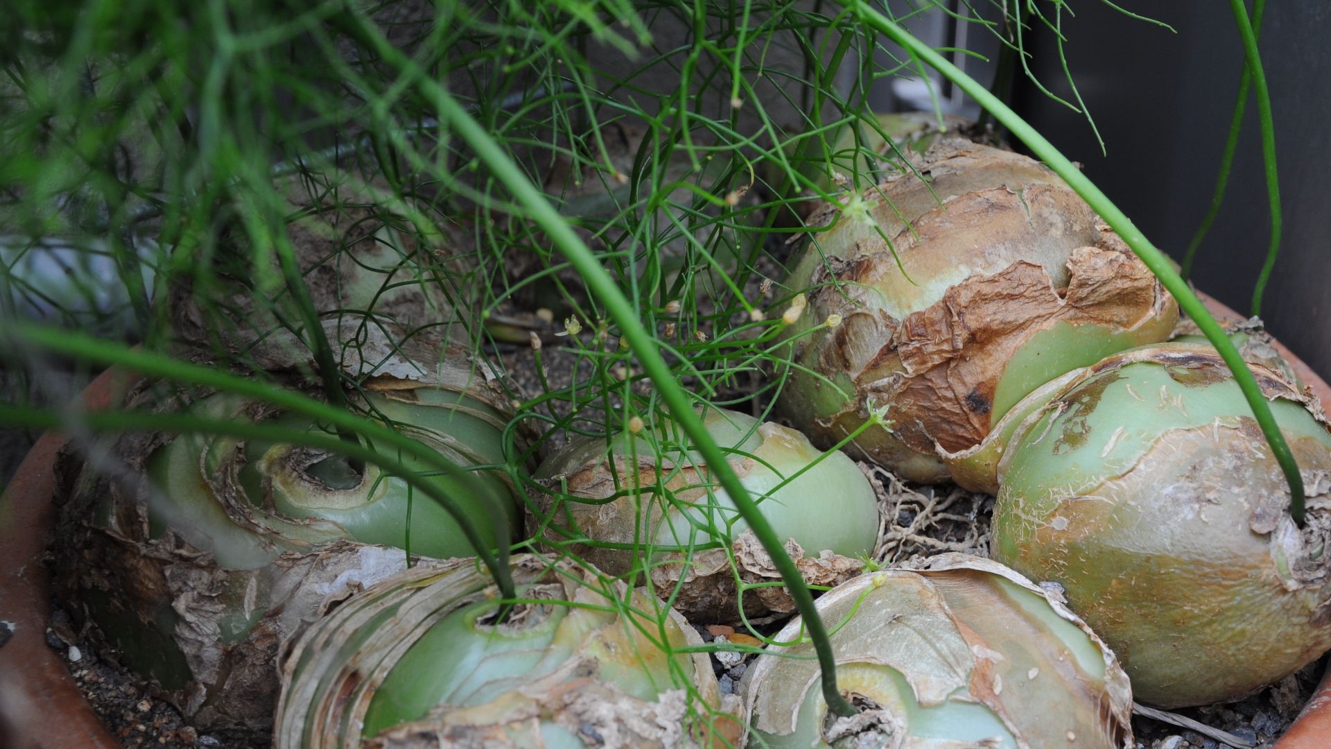 File:Bowiea volubilis 001.jpg