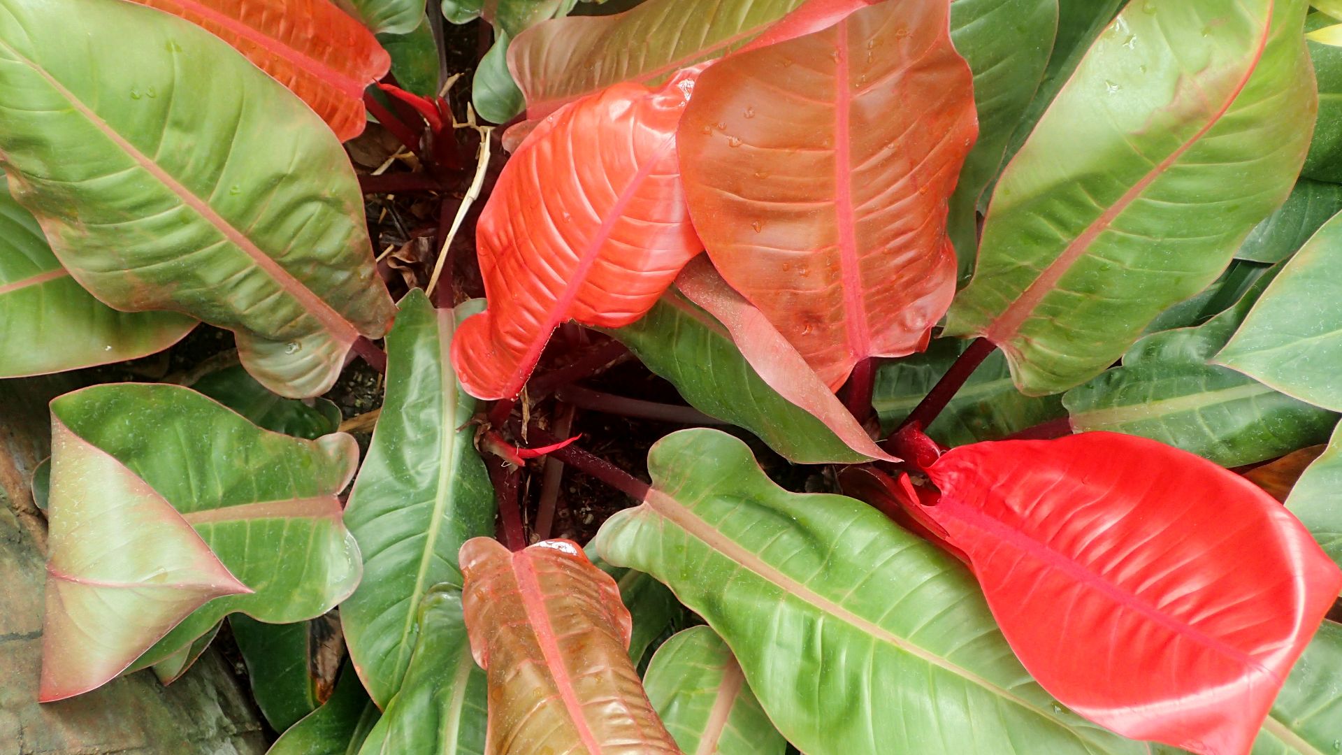 File:Philodendron 'Prince of Orange' kz1.jpg