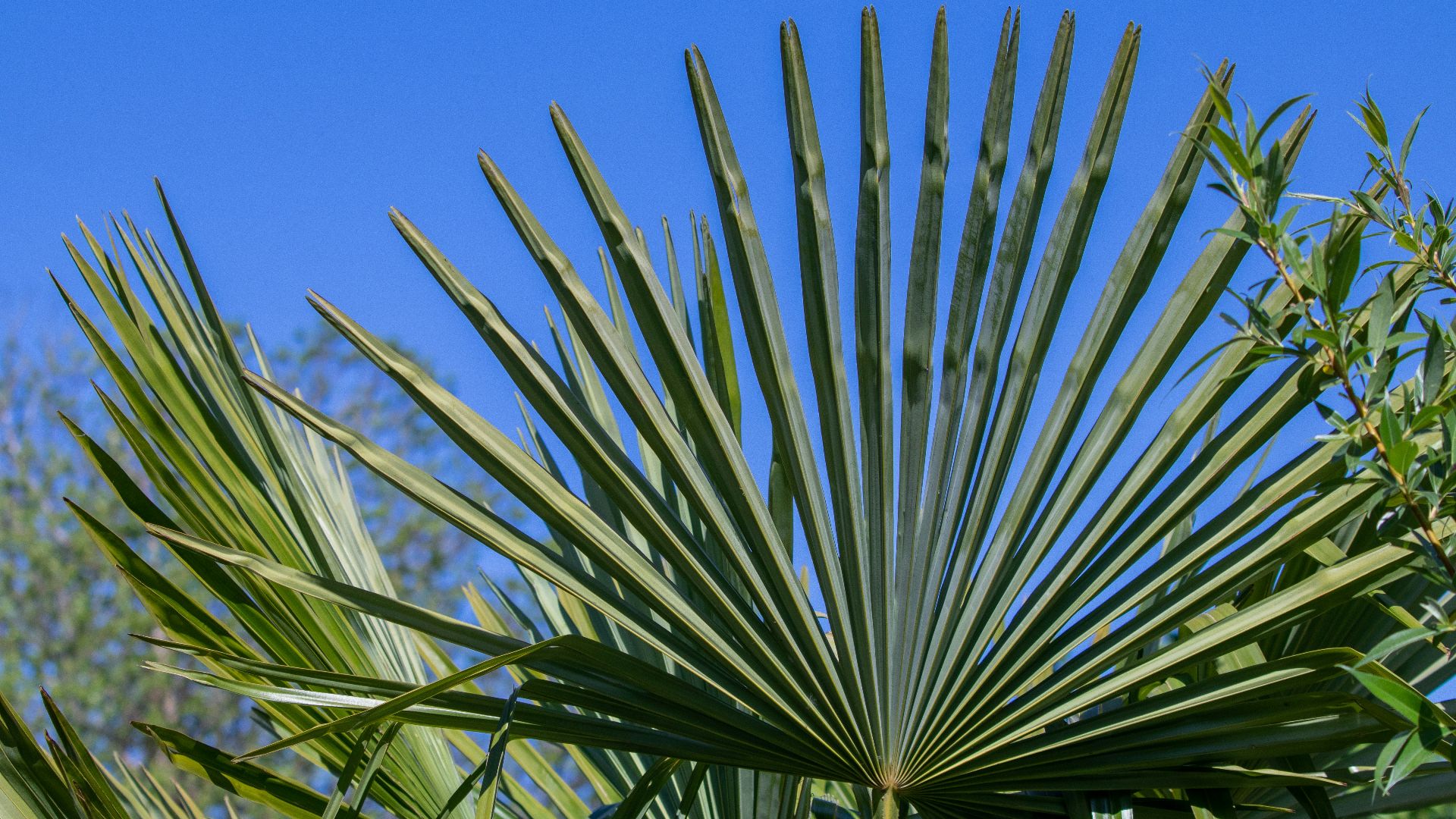 a close-up of some plants