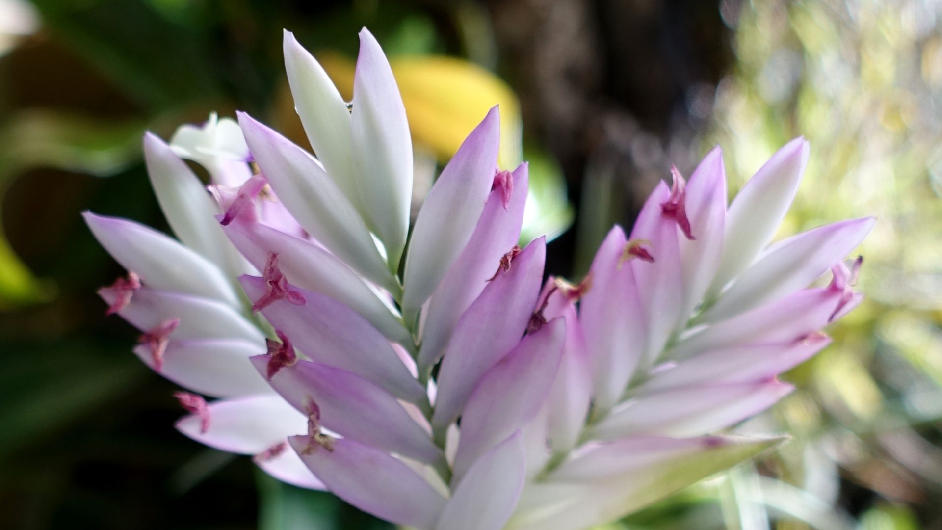 File:Tillandsia cf. cacticola - Marie Selby Botanical Gardens - Sarasota, Florida - DSC00941.jpg