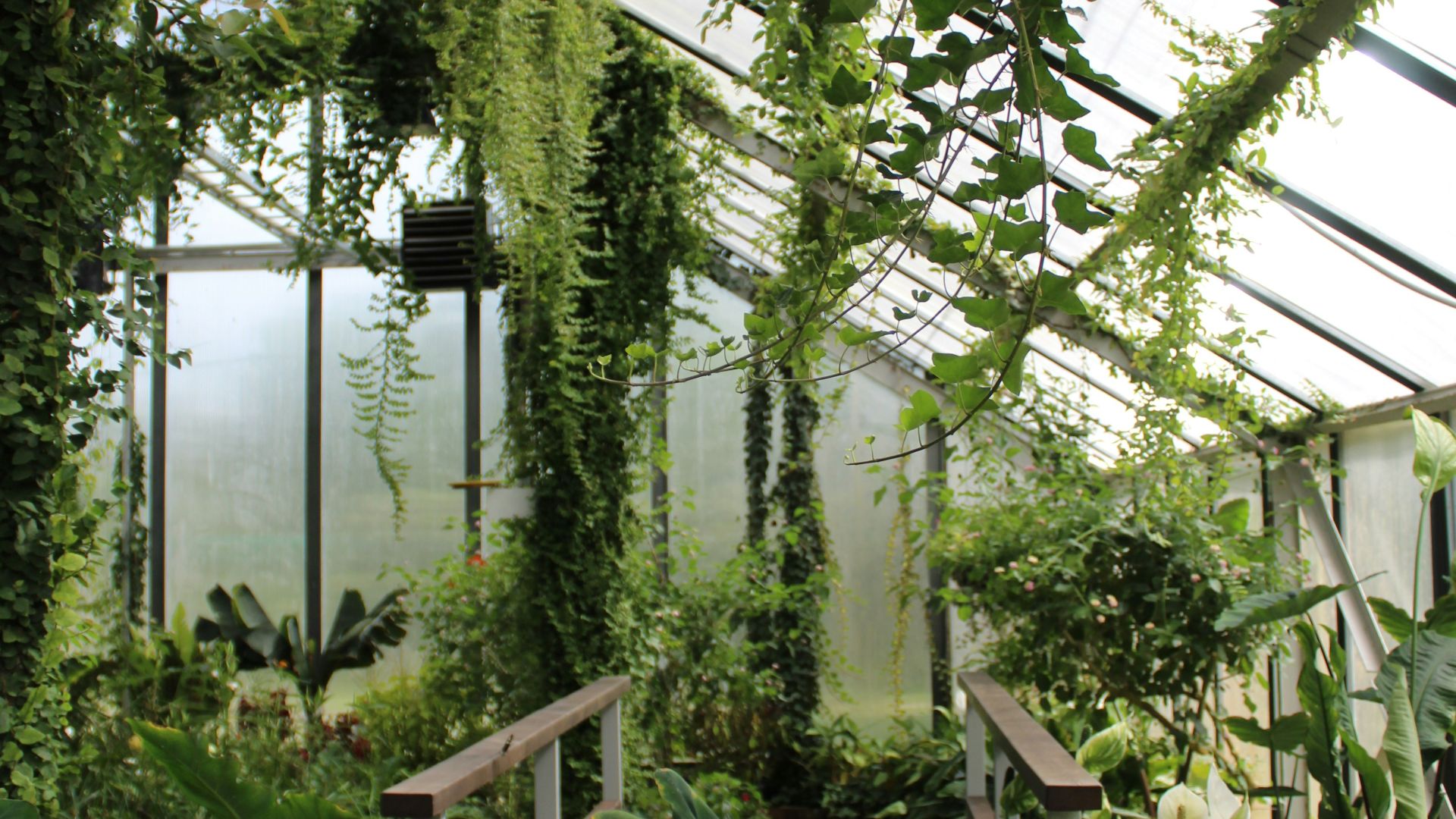 green leaf plants in garden