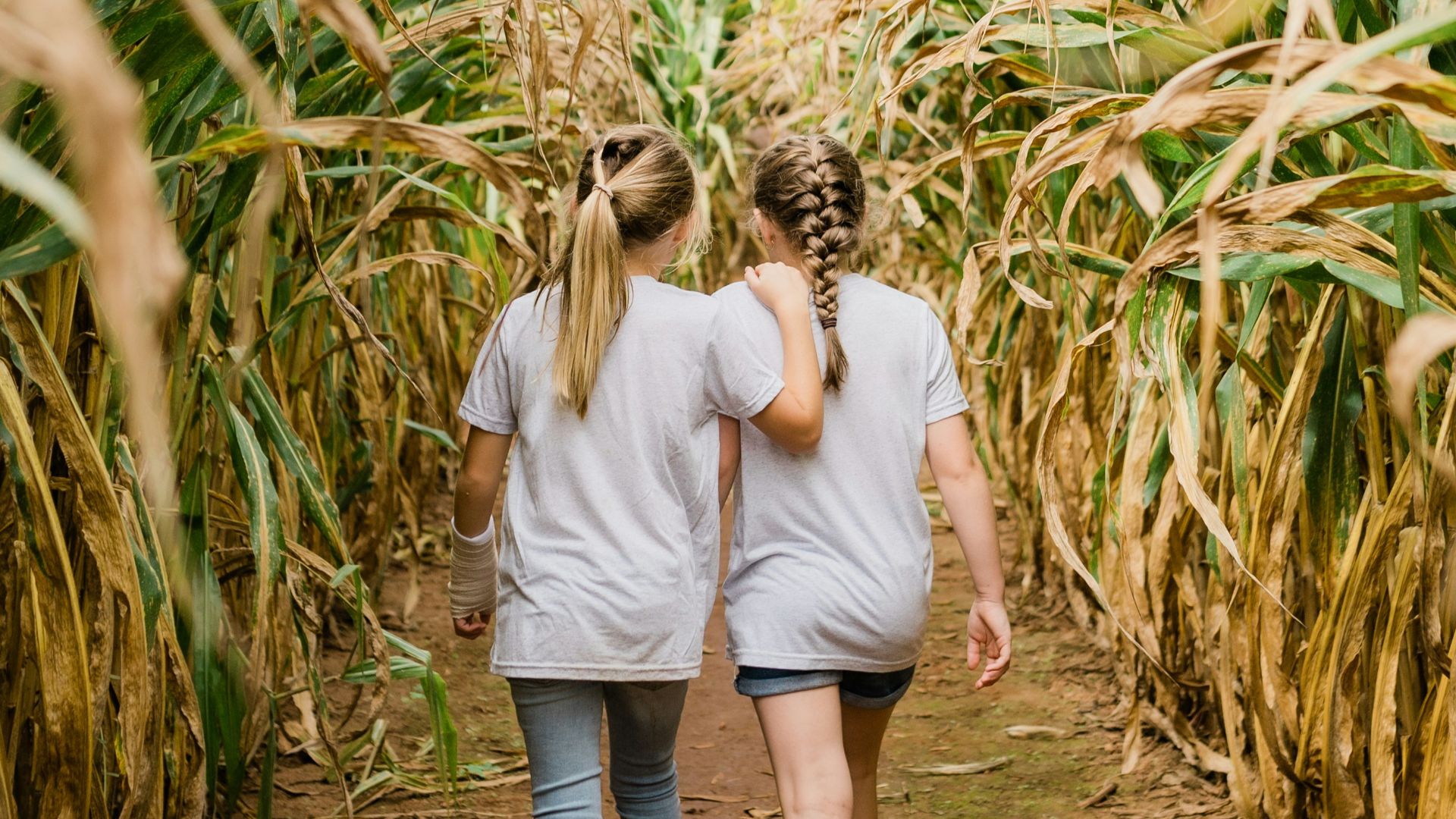 Two people walking through a corn field