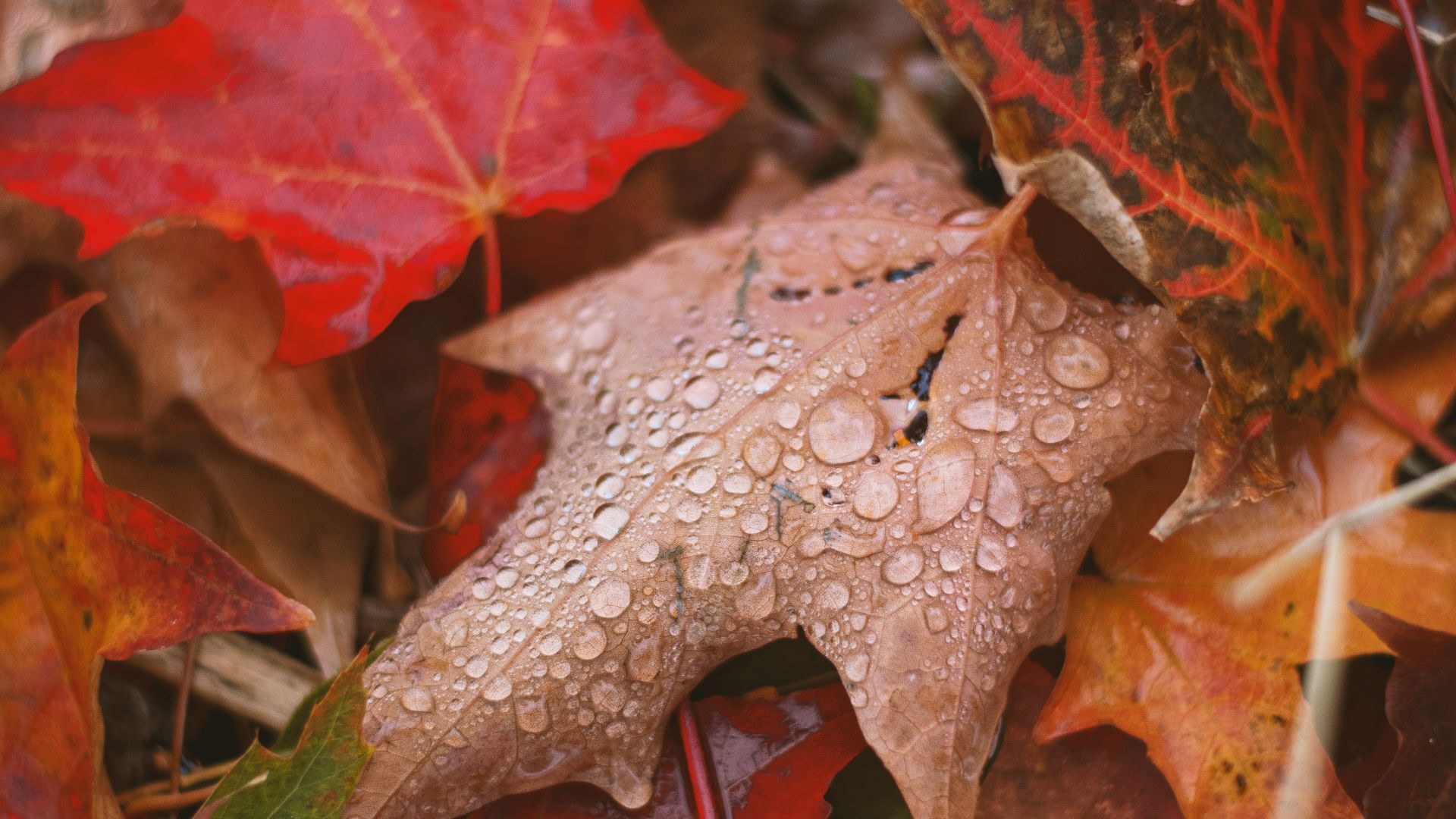 brown and red maple leaf on brown dried leaves