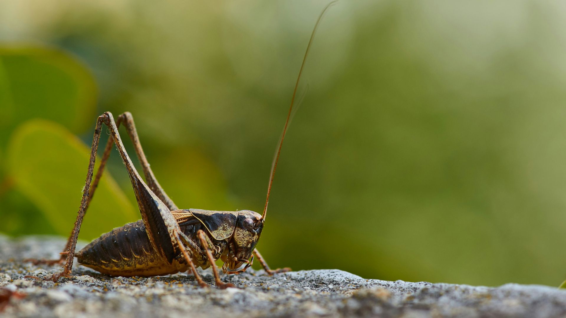 brown grasshopper on gray rock during daytime